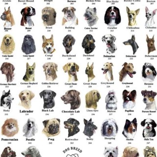 popular dog breed