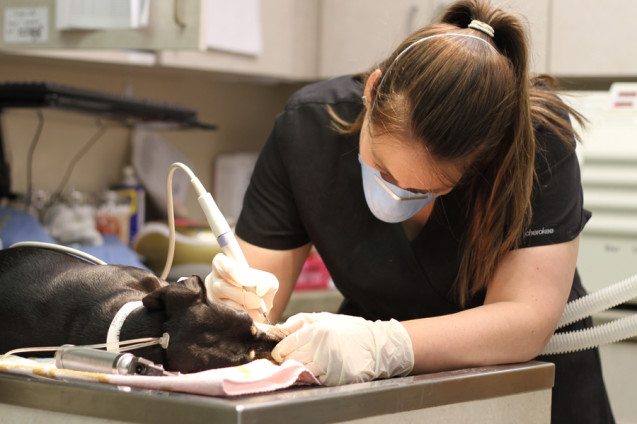Veterinary Technician Specialties: Dental Technicians