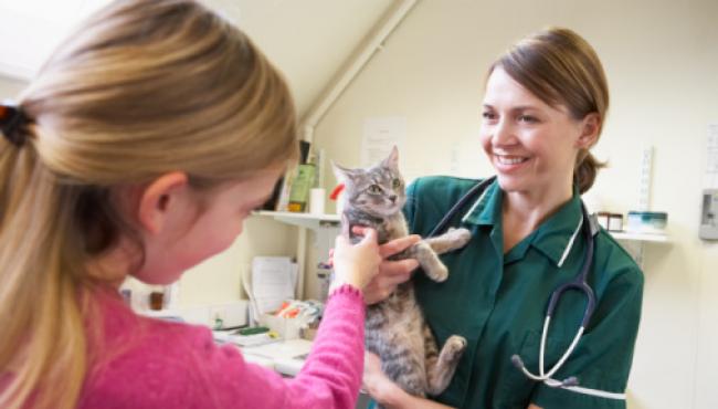 Applying To Vet Tech Programs: Common Admissions Requirements
