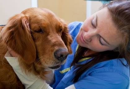Advice For People Changing Careers to Become A Vet Tech