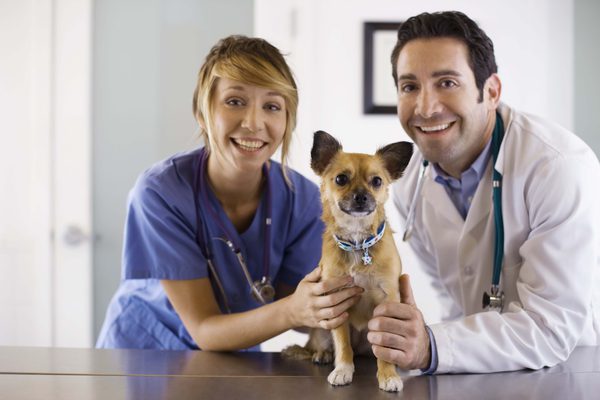 Which Veterinary Technician School Should I Go To?